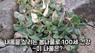 점나도나물,내몸을 살리는 봄나물로 100세 건강하게~이 나물은?