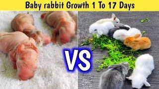 Baby Rabbit growth 1 To 17 Days