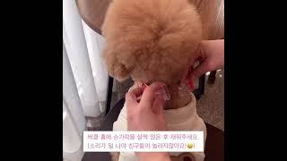 소리 안나게 목줄, 하네스 버클 착용하기! 호두랑 직접 해봤어요.