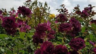 Deep Purple Roses