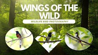 "Wildlife Bird Photography in the Untamed Jungles | Rare Bird Species & Jungle Moments"