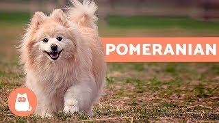 All About the POMERANIAN - Characteristics and Care