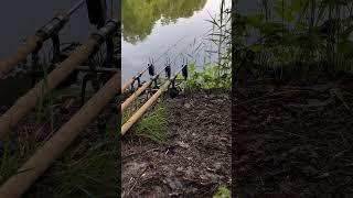 CARP BITE #carpfishing