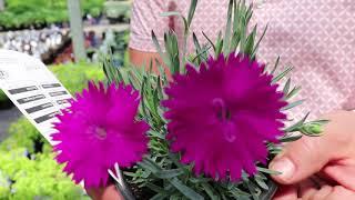 Frankie Flowers: Top 5 Sun Loving Plants - Toronto Home Shows