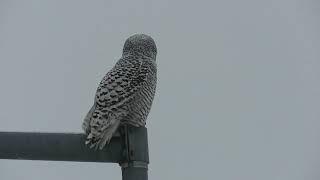 Snowy Owl Hunting in Superior, Wisconsin