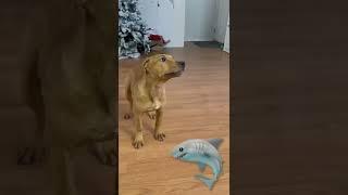 Jaws   #puppy #gamedog #workingdogs #apbt #pitbull #pup #cute #dogs #pitbullpuppy #viral