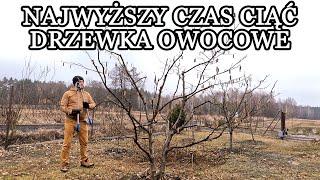 Cięcie drzewek owocowych - najwyższy czas na ten zabieg