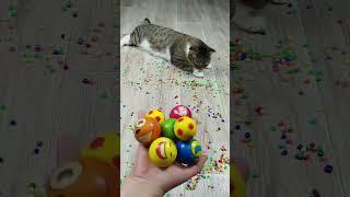 Funny Cats Barsik Vasj  Reverse video Marbles