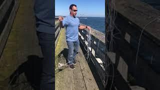 Crabbing on a pier with a crab max for Dungeness crab #crabbing #crab trap