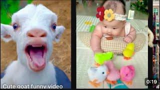 The most cute and funny baby goat videos. Best goat compilation EVER!