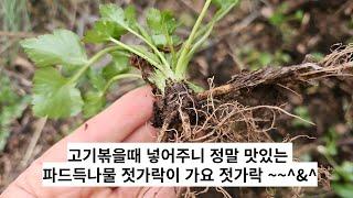 고기볶을때 넣어주니 정말 맛있는 파드득나물 젓가락가요 젓가락~^^