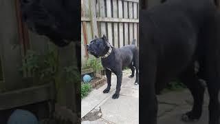 Cane corso Bella
