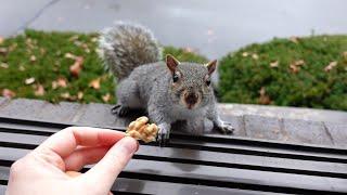 Squirrel knows I can give her something better