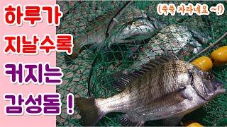 남해 감성돔 낚시, 하루가 지날수록 감성돔 사이즈가 좋아지네요 ! ( 박하지,삼점꽃게 해루질 , 박하지라면, 삼점꽃게백숙 )