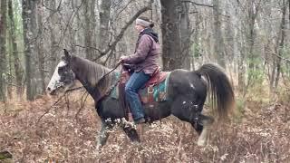 Santine Safe Fun Trail Gelding