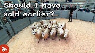 FARMER takes his store LAMBS to MARKET