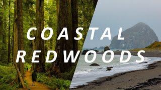 WEST COAST!!! | REDWOODS | Northern Cali | 4K