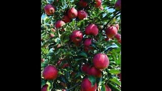 Gala Schniga® SchniCo red(s). High Density Orchards. Harvest time.