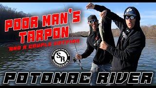 Poor Man’s Tarpon: Potomac River fishing