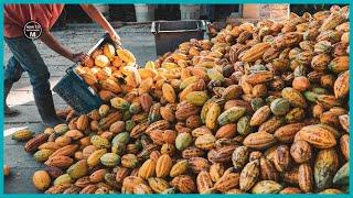 Cocoa Fruit Harvesting and Cocoa Bean Processing | Cocoa Bean Fermentation Process to Make Chocolate