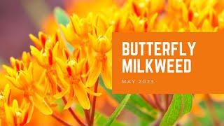 Butterfly Milkweed | Plant of the Month