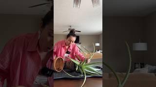 Aloe Vera care and 1 year update #aloevera #plantcaretips #planthealth