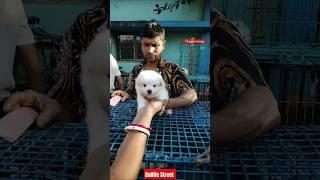 Pat Market Kolkata / Dog Cheapest Kolkata lowest Price  Puppy Dog / Gallif Street dogs Market