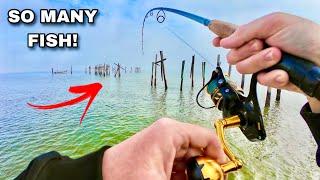 Fishing DOCKS with LIVE SHRIMP for BIG SHEEPSHEAD!