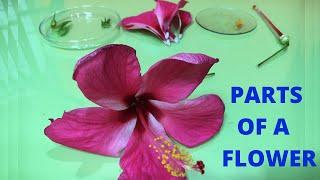 Parts of a Flower and their Functions | Dissection of a Hibiscus | Gumamela, China Rose, ดอกชบา |