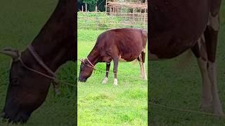 Black Cow Eating Grass Animal Verse