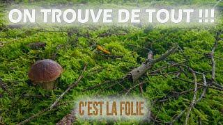 Le résumé d'une journée extra-ordinaire aux champignons !