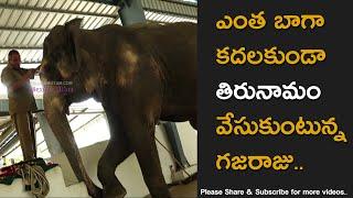 Elephant Getting Ready With Thirunamam At Tirumala Temple