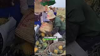 Pineapple Farming… On Water