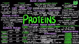 Proteins | Macromolecules 02 | Biochemistry | PP Notes | Lehninger 6E Ch. 4