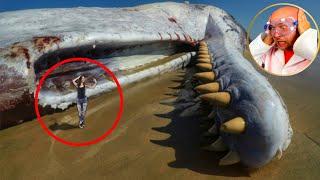 15 Terrifying Things In The Ocean