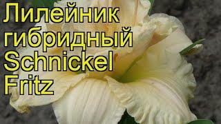 Лилейник гибридный Шниккель Фритц. Краткий обзор, описание hemerocallis hybrida Schnickel Fritz