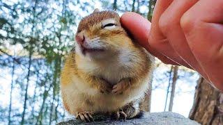 먹이를 주지 않아도 다람쥐 월리를 만질 수 있었던 이유 Why Chipmunk Wally Lets Me Pat Her With Empty Hands