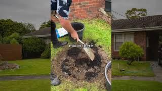 How to plant a tree! (series) with Chris Lucas