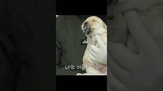 이름을 지어주시개