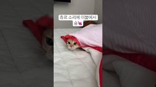 츄리소리에 반응 #브리티쉬숏헤어  #고양이영상 #개냥이