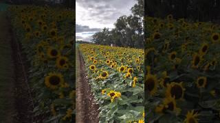 sunflower field #sunflower #trending