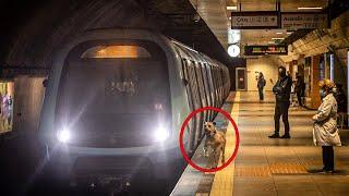 A Man Sees A Dog Riding The Subway Daily And Follows. He Can't Believe The Reason