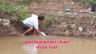 mancing ikan mas liar Babon