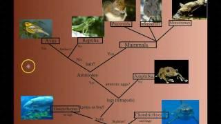 Vertebrate Diversity: An Introduction