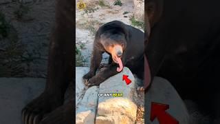 Why Sun Bears Are the Strangest Bears