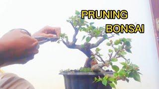 Pruning Bonsai Bougenvil #gantimedia