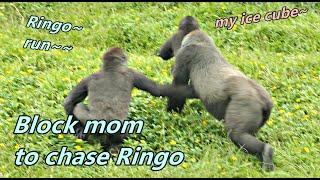 Little gorilla Jabali blocked mom to take Ringo's iced fruit. / 小哥哥Jabali阻擋媽媽去拿弟弟的水果冰