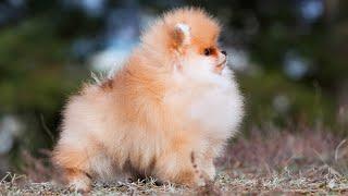 Pomeranian puppy is 3 months old - what do you think about its exterior.