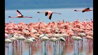 TOP TEN FLAMINGOS IN THE WORLD | #flamingolivesmatter