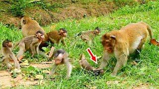 Strong Big Monkey Defeat Baby Monkeys - Baby Monkeys Scares & Cry Very Loud